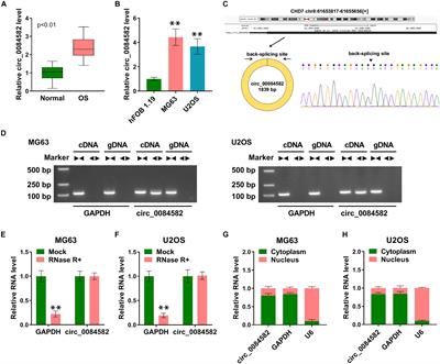 Circ_0084582 Facilitates Cell Growth, Migration, Invasion, and Angiopoiesis in Osteosarcoma via Mediating the miR-485-3p/JAG1 Axis